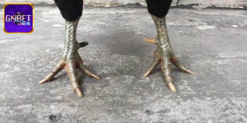 Các Loại Cựa Gà Chọi Phổ Biến Cho Sư Kê Mới Nhập Môn