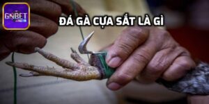 Đá Gà Cựa Sắt GNBET - Kênh Giải Trí Trực Tuyến Uy Tín