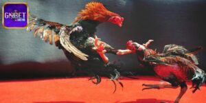 Đá Gà Malaysia - Đấu Kê Sinh Tử Đẳng Cấp Nhất Trường Gà