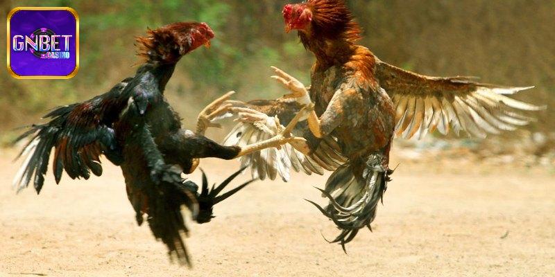 Điểm khác nhau giữa đá gà truyền thống, đá gà cựa sắt