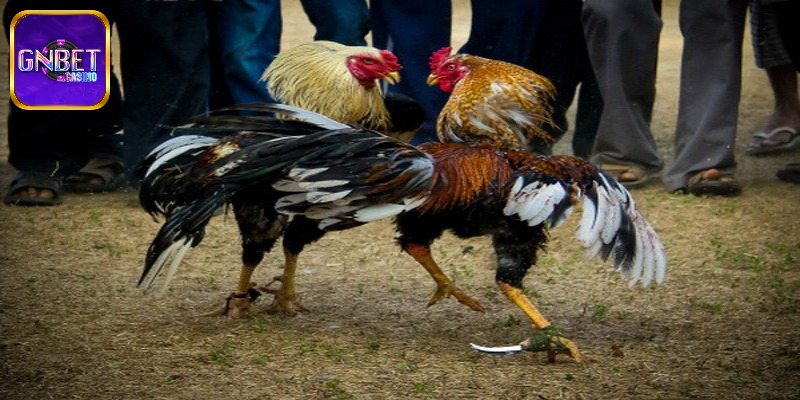 Giới thiệu đôi nét về đá gà chọi Malaysia