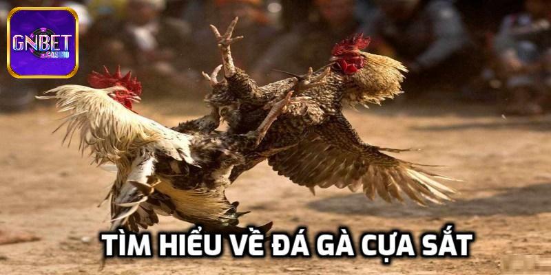 Giới thiệu về đá gà cựa sắt tại GNBET