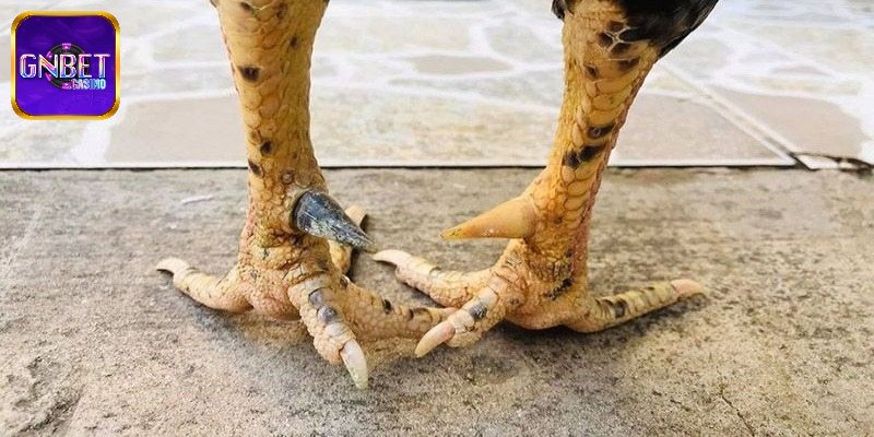 Hiểu rõ đặc điểm các loại cựa gà chọi