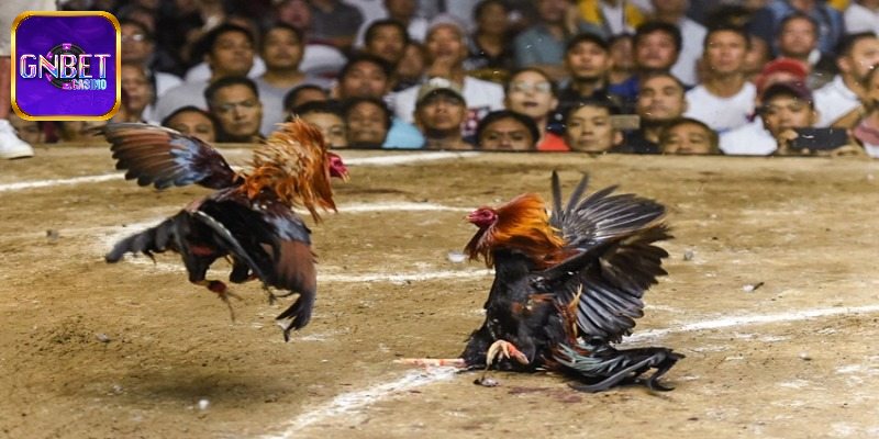 Luật lệ của đá gà Malaysia