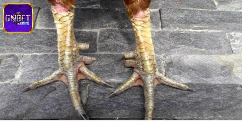 Tổng hợp các loại cựa gà chọi thông dụng cho các tân thủ