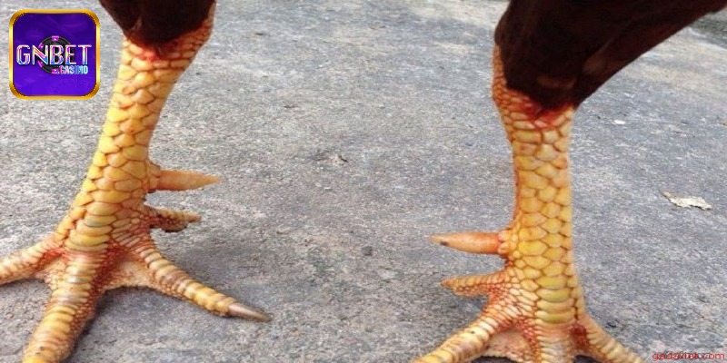 Tổng quan sơ lược về cựa gà chọi