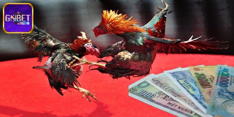 Tỷ lệ trả thưởng cao khi chơi đá gà tại GNBET
